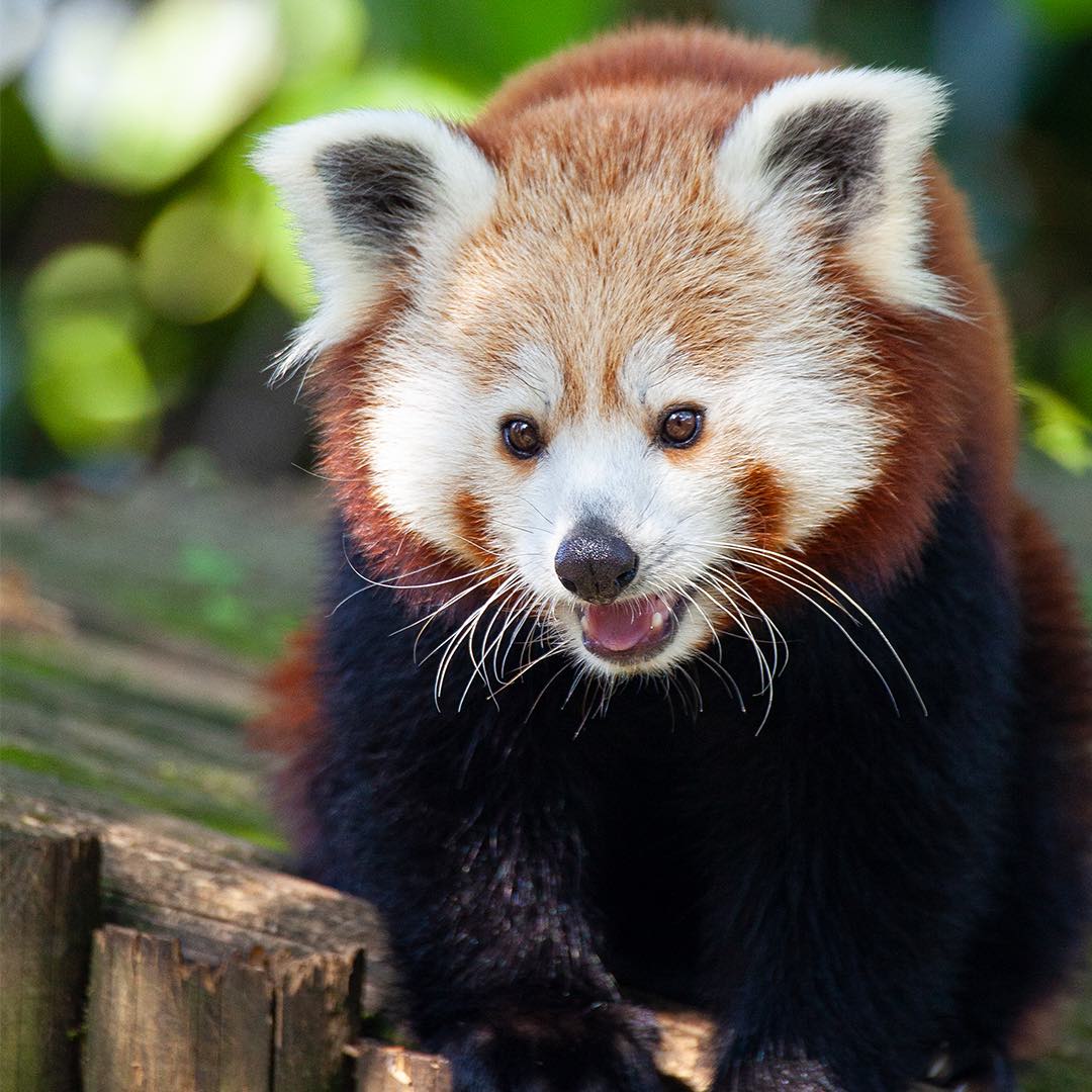 Kızıl Panda 1