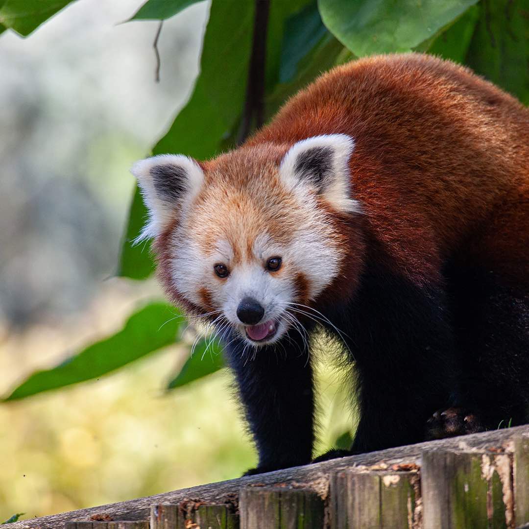 Kızıl Panda 2