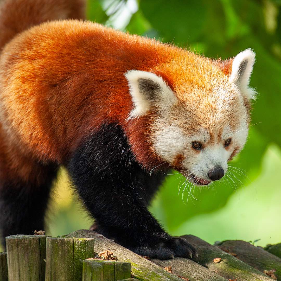 Kızıl Panda 3
