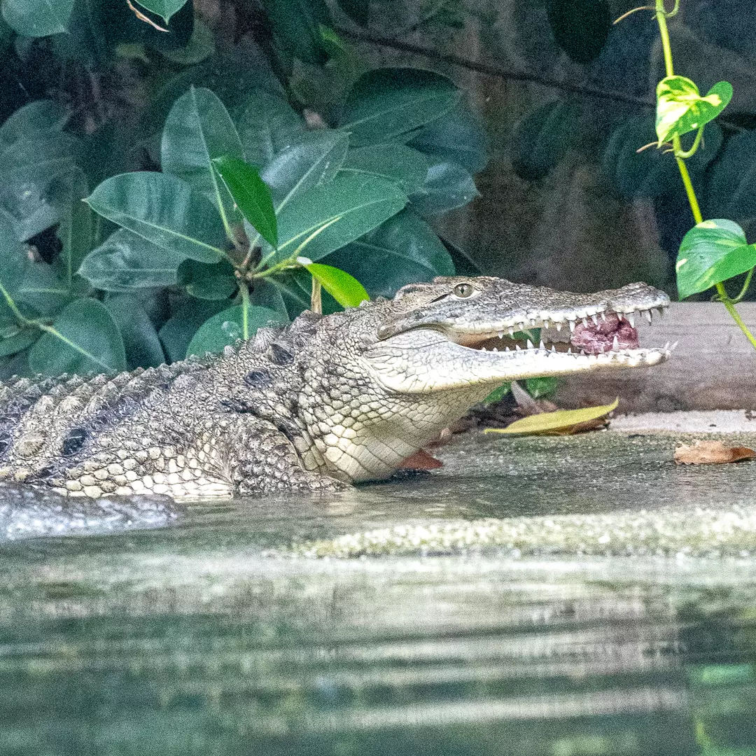 Nil krokodili 3